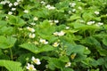 Strawberry blossoms