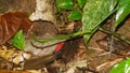 Strawberry or blue jeans dart frog in the forest Royalty Free Stock Photo