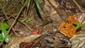 Strawberry or blue jeans dart frog in the forest Royalty Free Stock Photo