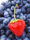 Strawberry on blueberries Royalty Free Stock Photo