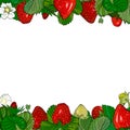 Strawberry border, frame drawing.