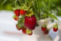 Strawberry bouquet in a vase.