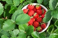 Strawberry bowl in strawberry garden bed