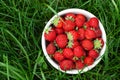 Strawberry bowl in strawberry garden