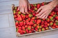 Strawberry box placed on a wooden table, healthy living concept Royalty Free Stock Photo