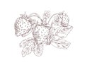 Strawberry branch with berries, blooming flowers and leaf. Outlined vintage botanical drawing of garden fruit plant Royalty Free Stock Photo