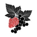 Strawberry and a branch of currant with leaves, handdrawing, isolated. Illustration. Black and red color.