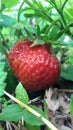 Strawberry on a branch in a garden