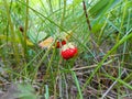 Strawberry on a branch in the grass Royalty Free Stock Photo