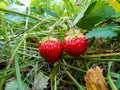 Strawberry on a branch in the grass Royalty Free Stock Photo