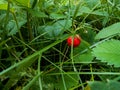 Strawberry on a branch in the grass Royalty Free Stock Photo