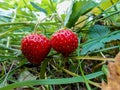 Strawberry on a branch in the grass Royalty Free Stock Photo