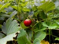 Strawberry on a branch in the grass Royalty Free Stock Photo