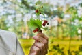 Strawberry branch in the hand. On a green background Royalty Free Stock Photo