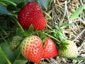 Strawberries ripening on bush. Ripe and unripe organic strawberries on straw mulch. Closeup.