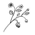 A branch with strawberries and leaves.Botanical vector illustration. Hand drawn singl plant in Doodle style.