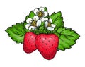 Strawberry bunch sweet red berry ripe fresh fruit Royalty Free Stock Photo