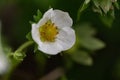 Strawberry bush. Close up of white flowers and green leaves. Flowering of industrial fruits Royalty Free Stock Photo