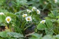 Strawberry bush. Close up of white flowers and green leaves. Flowering of industrial fruits Royalty Free Stock Photo