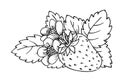 Strawberry bush flower leaf coloring book fruit Royalty Free Stock Photo