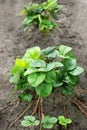 The strawberry Bush in the garden. Royalty Free Stock Photo