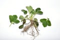 Strawberry bush with green leaves on a white background. Royalty Free Stock Photo