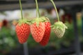 Strawberry bush grow in garden