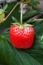 Strawberry bush growing in the garden