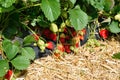 Strawberry bush growing in the garden