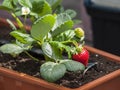 Strawberry bush grows in a garden pot Royalty Free Stock Photo