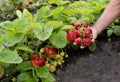 Strawberry bush