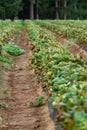 Strawberry bush in a row ready to be picked