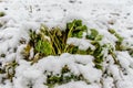 Strawberry Bush under the snow Royalty Free Stock Photo