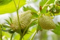 Strawberry bush with unripe berries.