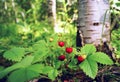 Berries wild strawberry under a birch tree. Royalty Free Stock Photo