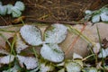 Strawberry bushes with green-yellow leaves are covered with white light snow in December. Royalty Free Stock Photo