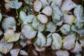 Strawberry bushes with green-yellow leaves are covered with white light snow in December. Royalty Free Stock Photo