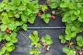 Strawberry bushes are moistened with drip irrigation Royalty Free Stock Photo