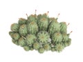 Strawberry_cactus_(Echinocereus_triglochidiatus)