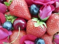 strawberry cherry, blueberry dessert refreshment rose flower background Royalty Free Stock Photo