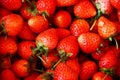 Strawberry, Chiengmai Royalty Free Stock Photo