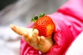 Strawberry in child hand. Child Tasting Strawberry Fruit