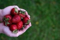 Strawberry in Childs hands