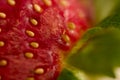 Strawberry Close-up Royalty Free Stock Photo