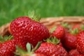Strawberry close-up in a basket Royalty Free Stock Photo