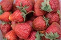 Strawberry close up. Fresh harvest strawberries background.