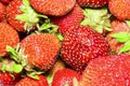 Strawberry close up,Fresh ripe perfect strawberry,wallpaper. Strawberry close up, Fresh ripe perfect strawberry, wallpaper, macro Royalty Free Stock Photo