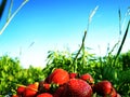 Strawberry. Close-up shot of a bowl with fresh ripe strawberries on a lawn with green grass on a sunny day Royalty Free Stock Photo