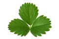 Strawberry closeup leaf on white Royalty Free Stock Photo