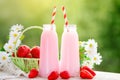 Strawberry cocktail or milkshake in a jar, basket with strawberries on a picnic, healthy food for Breakfast and snacks Royalty Free Stock Photo